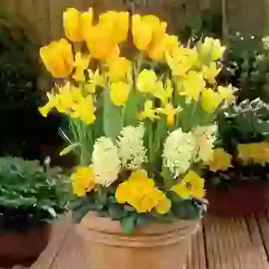 The Yellow Collection